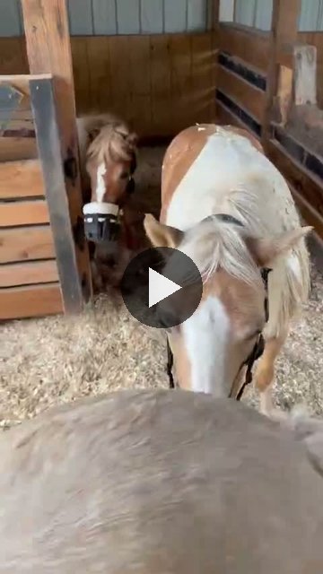 Video — August 6 2026
