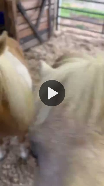 Video — August 7 2026