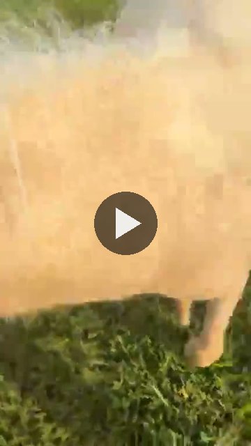 Video — September 6 2026
