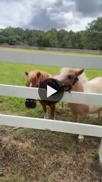 Video — September 10 2026