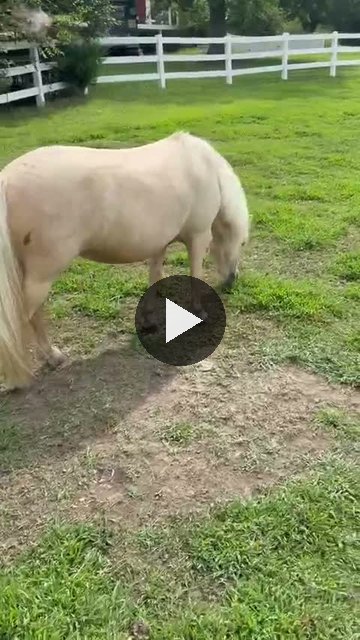 Video — August 12 2026