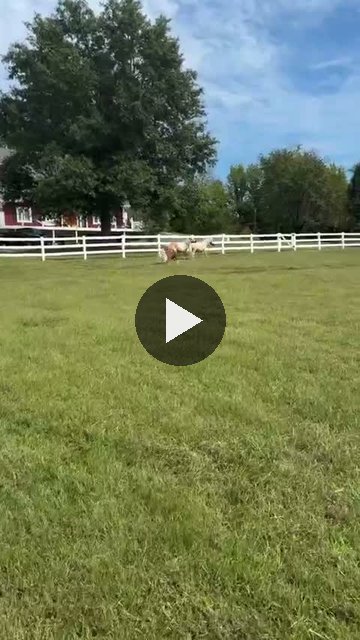 Video — September 25 2026