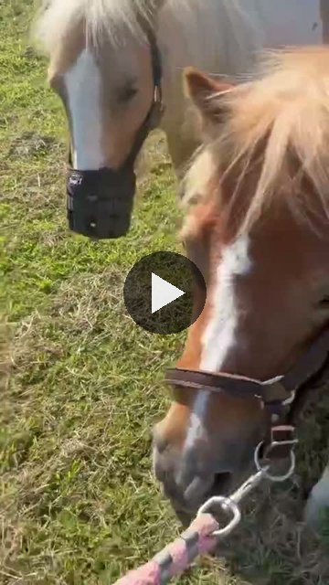 Video — August 26 2026