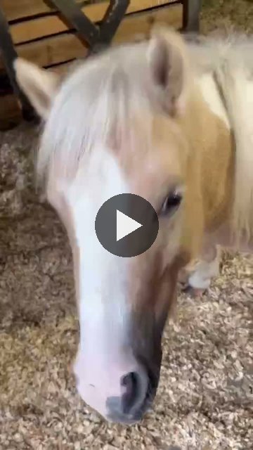 Video — September 10 2026