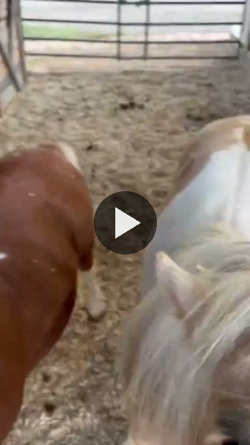 Video — September 17 2026