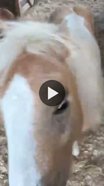 Video — August 23 2026
