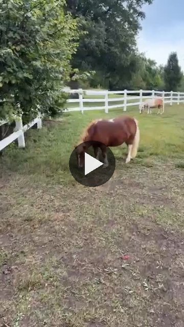 Video — September 25 2026