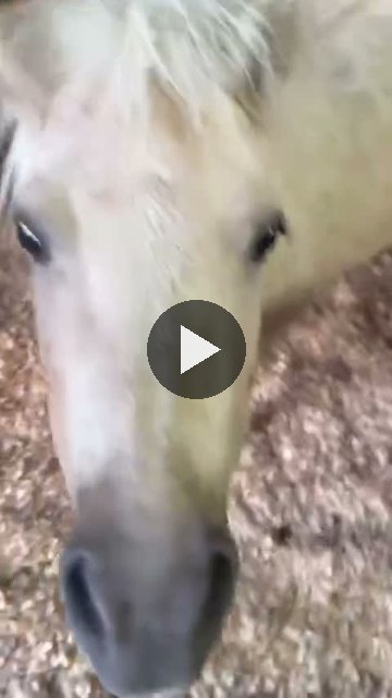 Video — October 2 2026
