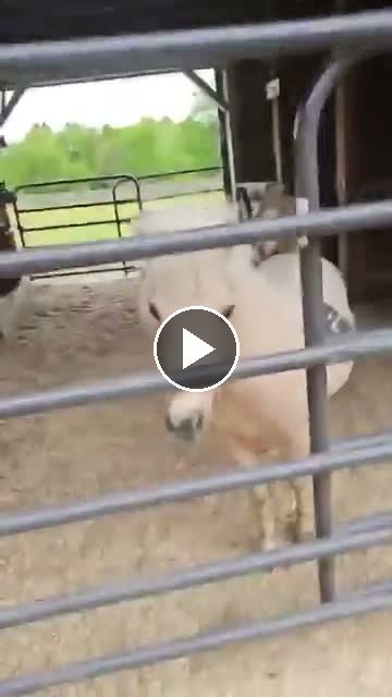 Video — May 4 2026