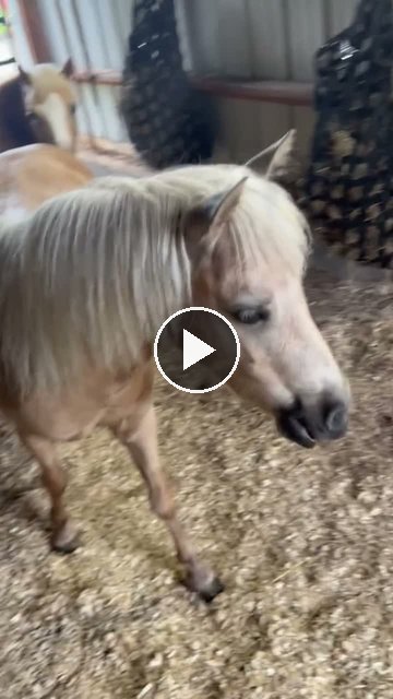 Video — July 4 2026